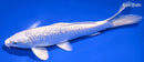 7.5" GINRIN PLATINUM OGON