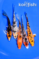 PACK OF (5) 3.75-4.25" STANDARD KOI