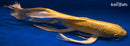 19" DOITSU YAMABUKI OGON BUTTERFLY