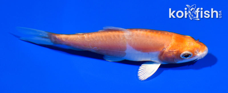 4" KIKUSUI