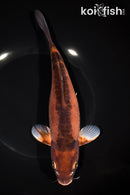 9.75" DOITSU METALLIC AKAME CHAGOI