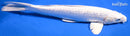 12.75" GINRIN PLATINUM OGON