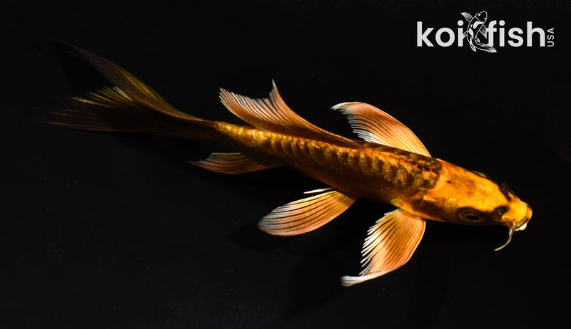 5" GINRIN ARAGOKE BENI KIKOKURYU BUTTERFLY