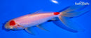 5.75" MARUTEN WATONAI GOLDFISH