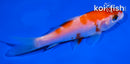 4" KOHAKU