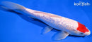 9.5" GINRIN TANCHO KOHAKU