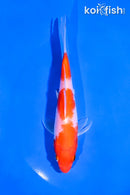 5" KOHAKU