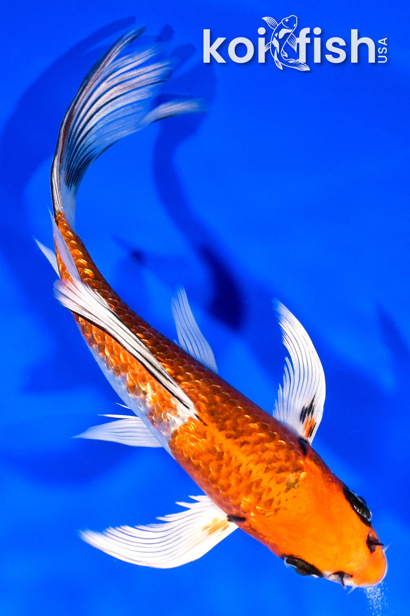 Koi Fish for Sale | Buy Koi Online | Koi Fish USA – Tagged