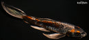 9" BENI KIKOKURYU BUTTERFLY
