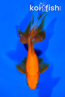 6.25" WATONAI GOLDFISH