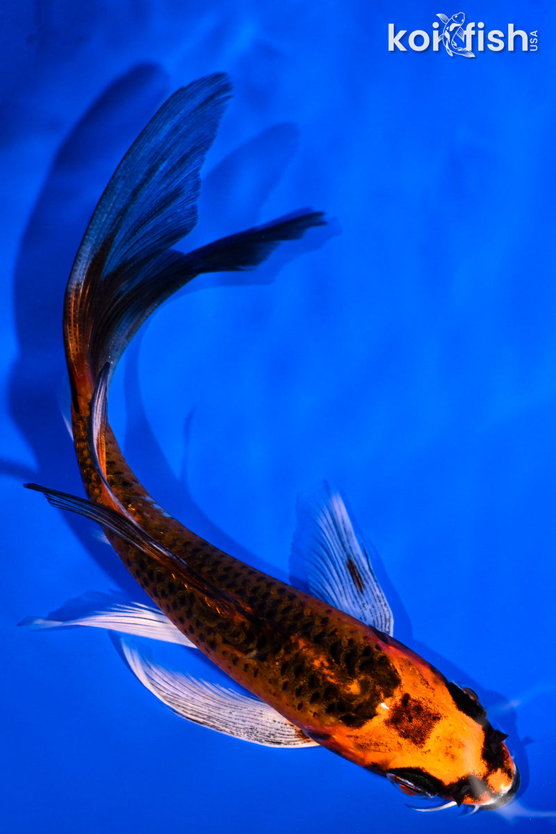 5" KUJAKU BUTTERFLY