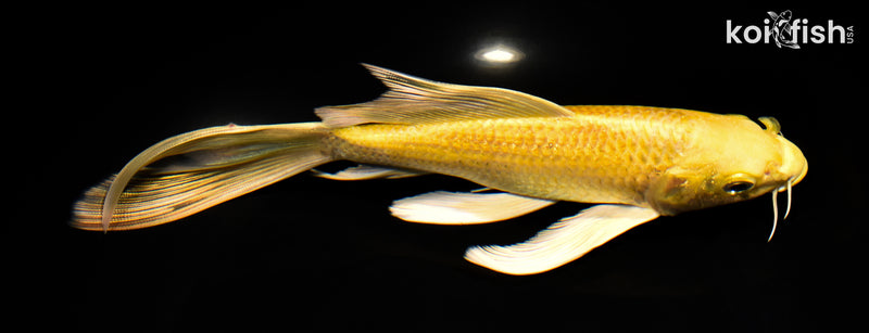 8.25" YAMABUKI  OGON BUTTERFLY