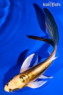 6" KIN KIKOKURYU BUTTERFLY