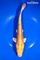 10.5" DOITSU ORENJI OGON