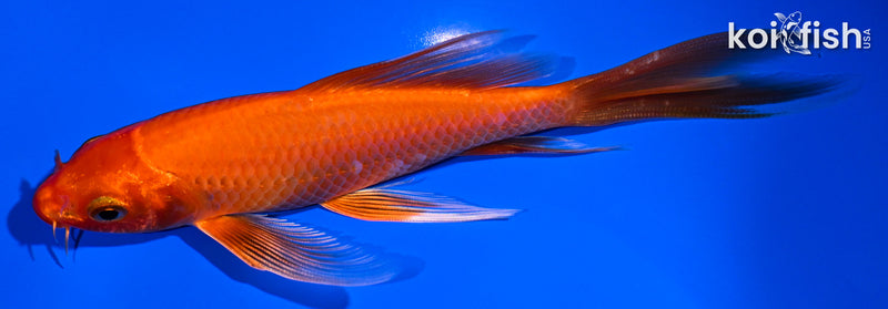 5.5" ORENJI OGON BUTTERFLY