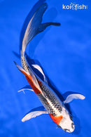 8" KUJAKU BUTTERFLY