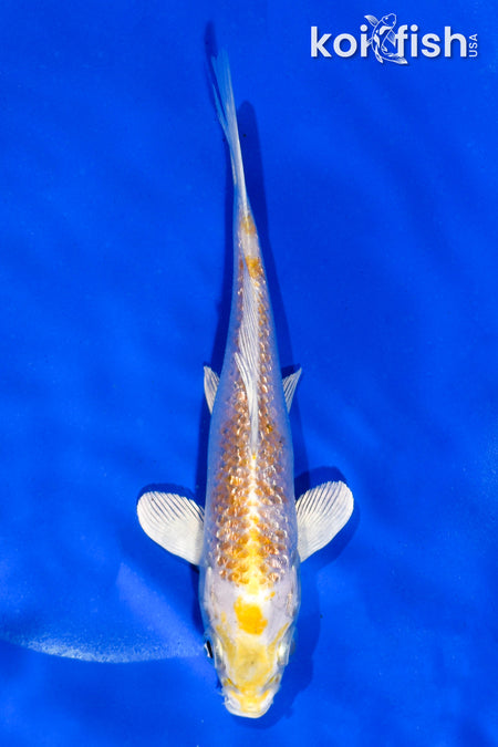 5" GINRIN LEMON HARIWAKE