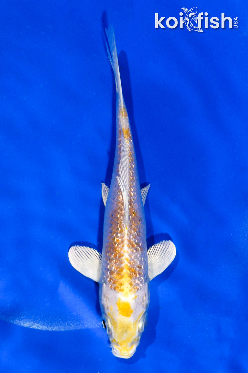 5" GINRIN LEMON HARIWAKE