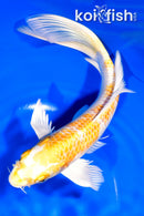 9" LEMON HARIWAKE BUTTERFLY