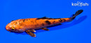 6.25" KIN HI UTSURI