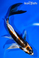 6" BENI KIKOKURYU BUTTERFLY