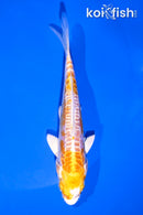 4.5" DOITSU LEMON HARIWAKE