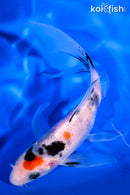 5.75" SANKE BUTTERFLY