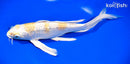 9.75" GINRIN HARIWAKE BUTTERFLY