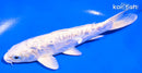 5.5" DOITSU GINRIN PLATINUM OGON