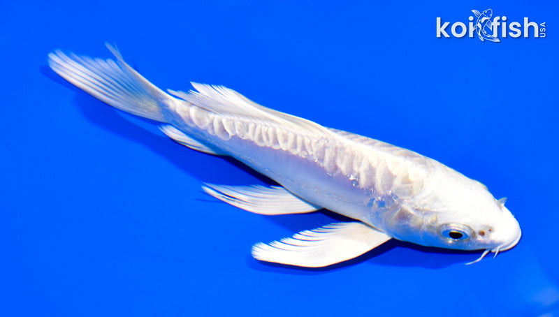 6" ARAGOKE PLATINUM OGON BUTTERFLY