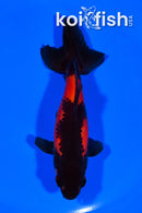 5.25" WAKIN GOLDFISH