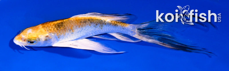 5.5" YAMATO NISHIKI BUTTERFLY