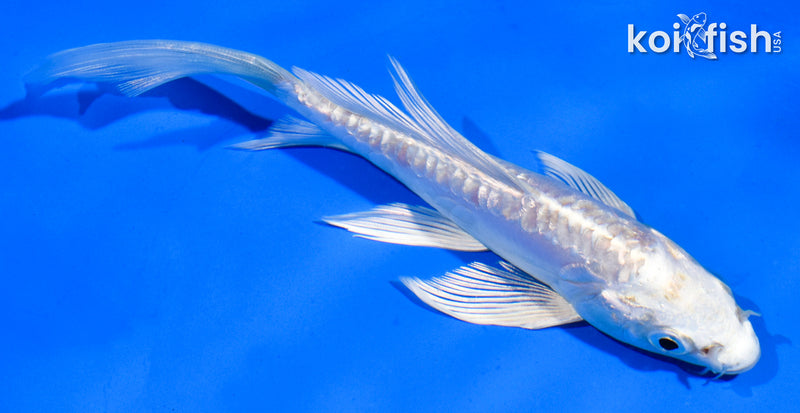 5.5" DOITSU PLATINUM OGON BUTTERFLY