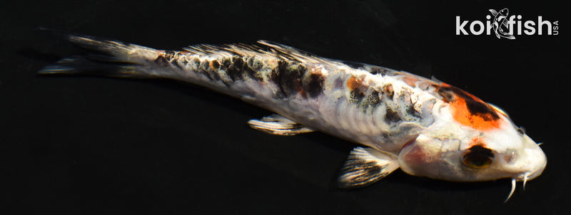 5" ARAGOKE HEISEI NISHIKI