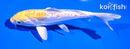 5" DOITSU LEMON HARIWAKE