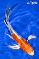 8" YAMATO NISHIKI BUTTERFLY