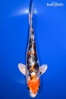 8.75" HEISEI NISHIKI