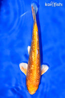 7" GINRIN ORENJI OGON