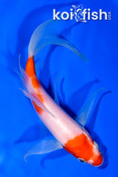 7.75" KOHAKU BUTTERFLY