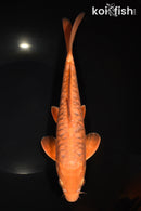 10.25" DOITSU CHAGOI