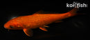 5.5" CHAGOI