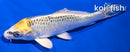 5.5" KUJAKU