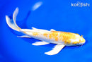 9" LEMON HARIWAKE BUTTERFLY
