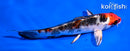 5.5" YAMATO NISHIKI