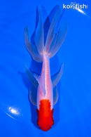 6.25" SARASA WAKIN GOLDFISH