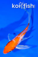 4.75" GINRIN HARIWAKE BUTTERFLY