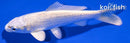 4.25" PLATINUM OGON