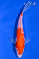 6.5" KOHAKU