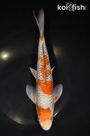 11.5" OCHIBA SHIGURE