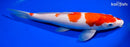 13.5" KOHAKU